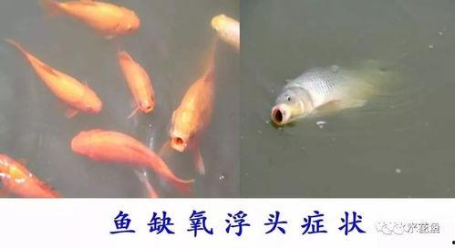 鱼的喂法真实爆料视频教程,揭秘真实喂鱼技巧与视频演示