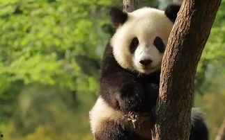 青姐爆料熊猫视频下载,熊猫视频下载攻略，轻松获取萌态瞬间！