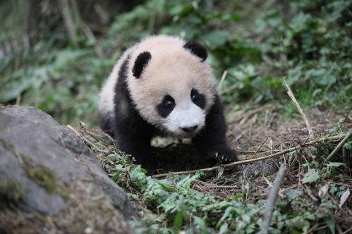 青姐爆料熊猫视频下载,熊猫视频下载攻略，轻松获取萌态瞬间！