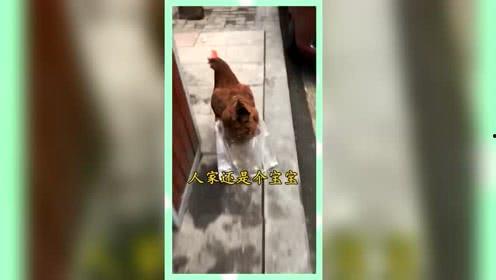 八卦娱乐是吃瓜群众的,揭秘吃瓜群众的狂欢盛宴