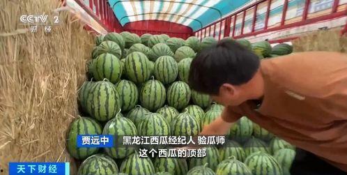 全网免费吃瓜 缅北,揭秘缅北风云录