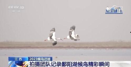 鹳鸟踟蹰 在线观看,探寻生命旅程的深情演绎