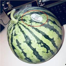 网红小刀吃瓜,揭秘娱乐圈幕后真相