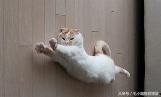 东北猫咪爆料视频,揭秘猫咪日常趣事