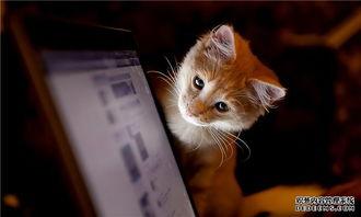 东北猫咪爆料视频,揭秘猫咪日常趣事