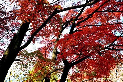 冬日枫 手机在线观看,手机在线观看，温暖冬日里的浪漫邂逅