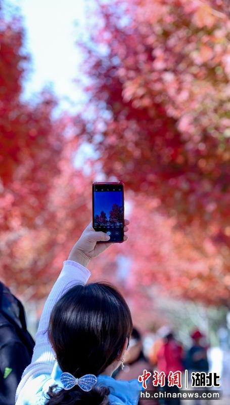 冬日枫 手机在线观看,手机在线观看，温暖冬日里的浪漫邂逅