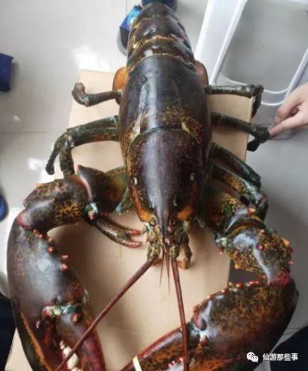 龙虾最新爆料视频大全,揭秘幕后真相，精彩瞬间大盘点