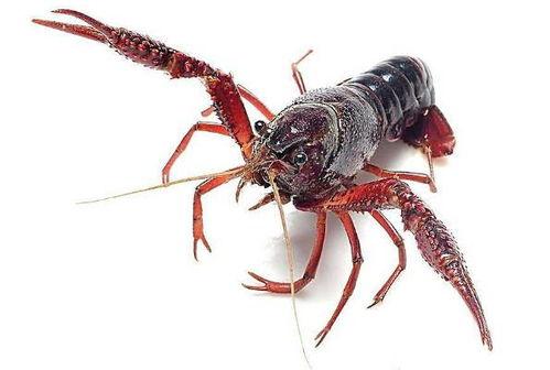 龙虾最新爆料视频大全,揭秘幕后真相，精彩瞬间大盘点