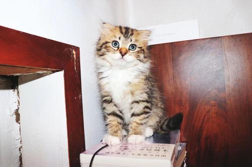 毛小猫爆料视频,揭秘视频背后的惊人真相