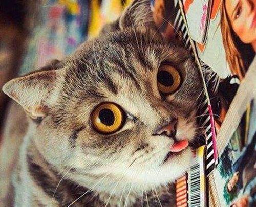 毛小猫爆料视频,揭秘视频背后的惊人真相