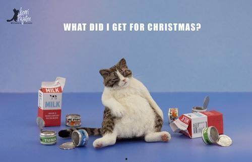 毛小猫爆料视频,揭秘视频背后的惊人真相