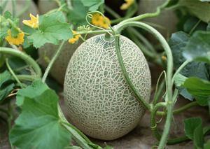 网红鹅喜欢吃哈密瓜吗,揭秘哈密瓜的诱惑