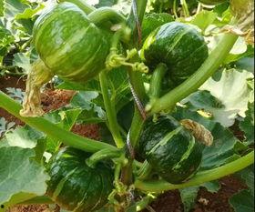 网红吃瓜栗,揭秘网红美食背后的真相