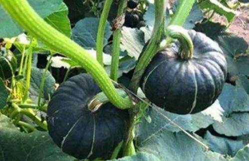 网红小鱼棠吃瓜视频大全,趣味横生的娱乐圈幕后故事