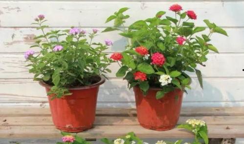 高邮美甲店爆料视频最新,揭秘美甲行业背后惊人内幕