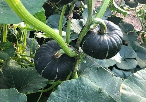 吃瓜网红模特图片,时尚与幽默的完美融合