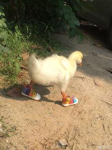 爆料人笑出鹅叫声视频播放,笑出鹅叫声！揭秘热门视频背后的爆笑瞬间