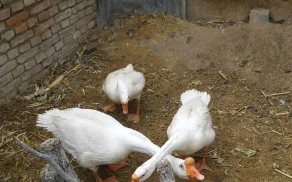 爆料人笑出鹅叫声视频播放,笑出鹅叫声！揭秘热门视频背后的爆笑瞬间