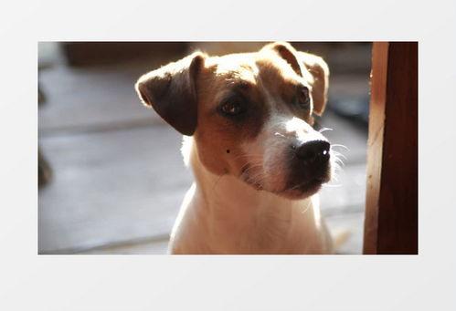 狗大团子爆料视频大全下载,揭秘娱乐圈幕后故事