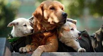 狗大团子爆料视频大全下载,揭秘娱乐圈幕后故事