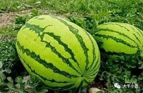 梁山大瓜爆料视频最新,最新视频爆料梁山好汉真相